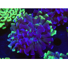 WYSIWYG Euphyllia paraancora (Elevage Recifathome) 10A5