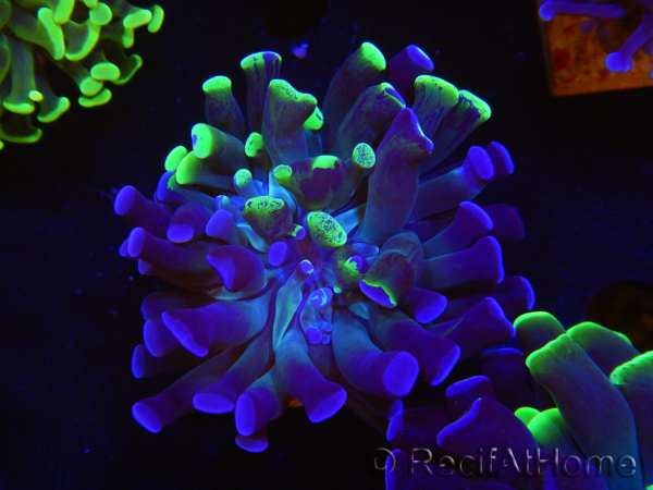 WYSIWYG Euphyllia paraancora (Recifathome Breeding) 10A5