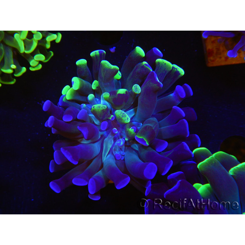 WYSIWYG Euphyllia paraancora (Elevage Recifathome) 10A5