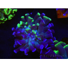 WYSIWYG Euphyllia paraancora (Allevamento Recifathome) 10A5