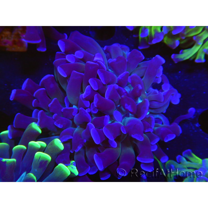 WYSIWYG Euphyllia paraancora (Cría Recifathome) 10A5