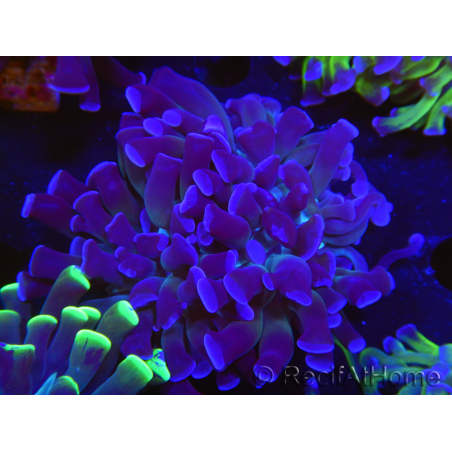 WYSIWYG Euphyllia paraancora (Allevamento Recifathome) 10A5