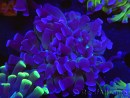 WYSIWYG Euphyllia paraancora (Recifathome Breeding) 10A5