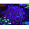 WYSIWYG Euphyllia paraancora (Zucht Recifathome) 10A5