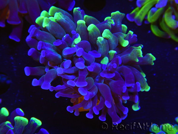 WYSIWYG Euphyllia paraancora (Elevage Recifathome) 23E5
