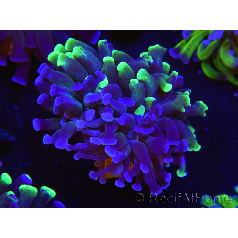 WYSIWYG Euphyllia paraancora (Cría Recifathome) 10A5
