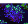 WYSIWYG Euphyllia paraancora (Allevamento Recifathome) 10A5