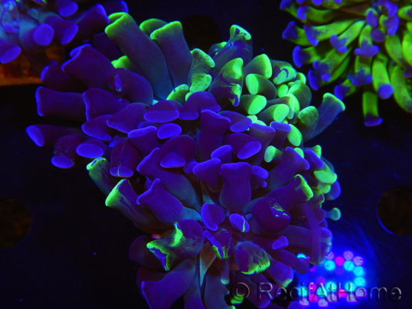 WYSIWYG Euphyllia paraancora (Elevage Recifathome) 10A5