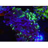 WYSIWYG Euphyllia paraancora (Allevamento Recifathome) 10A5