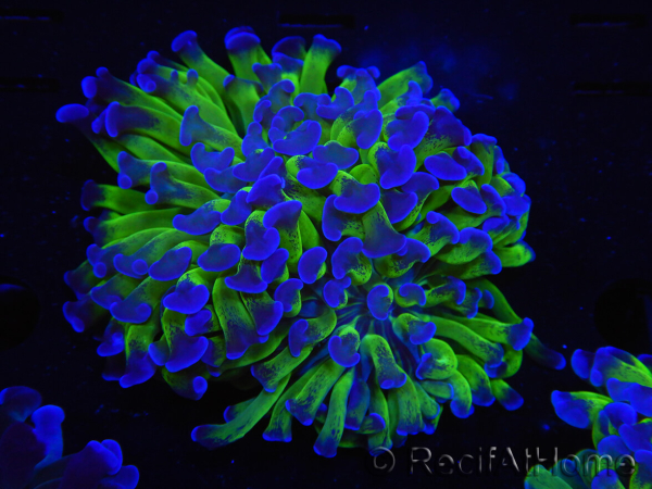 WYSIWYG Euphyllia paraancora (Recifathome Breeding) 10A5