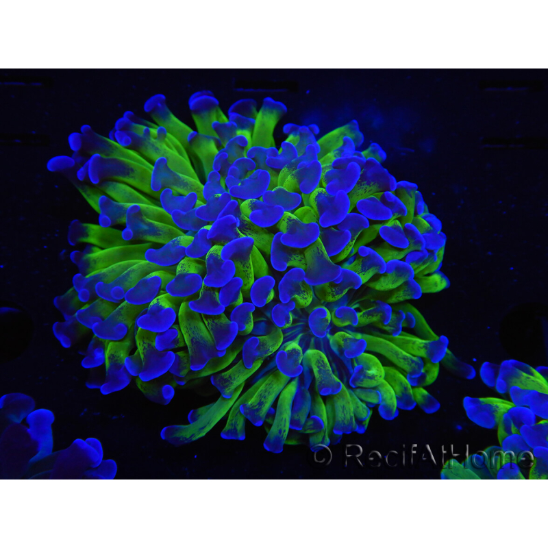 WYSIWYG Euphyllia paraancora (Recifathome Breeding) 10A5