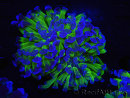 WYSIWYG Euphyllia paraancora (Zucht Recifathome) 10A5