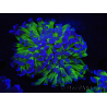 WYSIWYG Euphyllia paraancora (Zucht Recifathome) 10A5