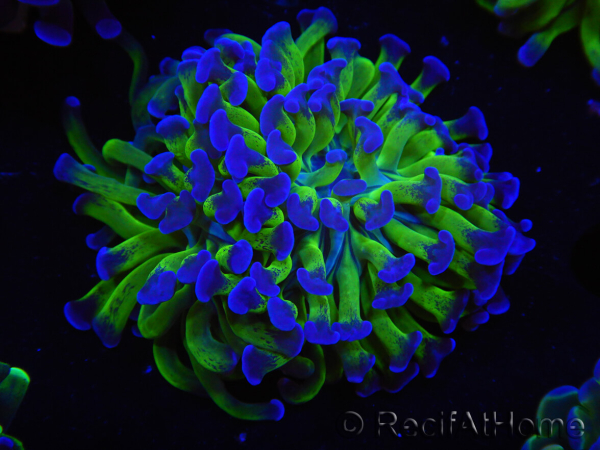 WYSIWYG Euphyllia paraancora (Allevamento Recifathome) 10A5