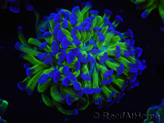 WYSIWYG Euphyllia paraancora (Elevage Recifathome) 10A5