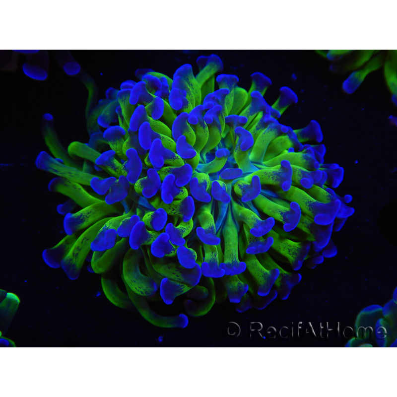 WYSIWYG Euphyllia paraancora (Recifathome Breeding) 10A5
