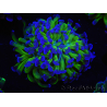WYSIWYG Euphyllia paraancora (Zucht Recifathome) 10A5