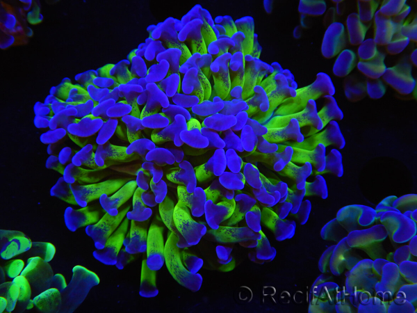 WYSIWYG Euphyllia paraancora (Elevage Recifathome) 10A5