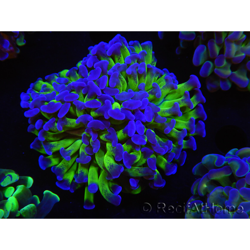 WYSIWYG Euphyllia paraancora (Allevamento Recifathome) 10A5