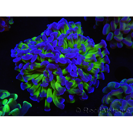 WYSIWYG Euphyllia paraancora (Allevamento Recifathome) 10A5