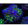 WYSIWYG Euphyllia paraancora (Zucht Recifathome) 10A5