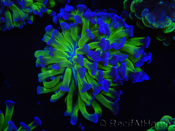 WYSIWYG Euphyllia paraancora (Elevage Recifathome) 10A5