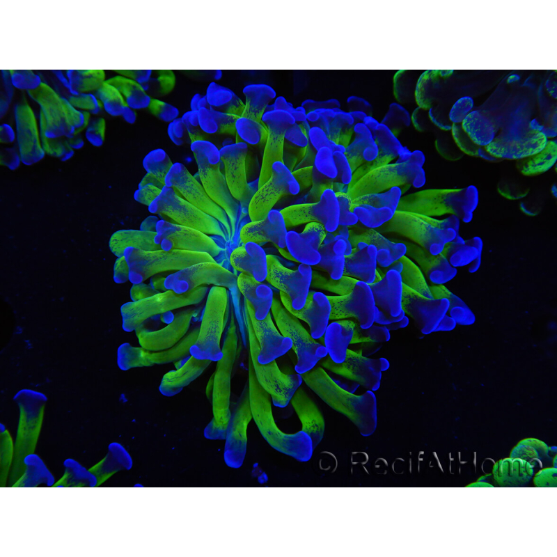 WYSIWYG Euphyllia paraancora (Allevamento Recifathome) 10A5
