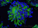 WYSIWYG Euphyllia paraancora (Elevage Recifathome) 10A5