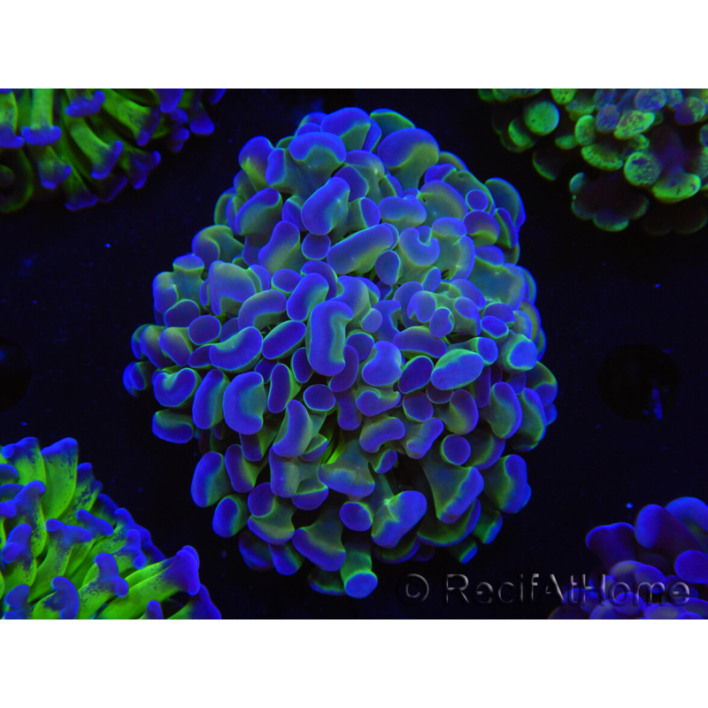 WYSIWYG Euphyllia paraancora (Elevage Recifathome) 23F5