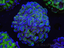 WYSIWYG Euphyllia paraancora (Recifathome Breeding) 10A5