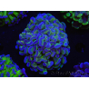 WYSIWYG Euphyllia paraancora (Allevamento Recifathome) 10A5