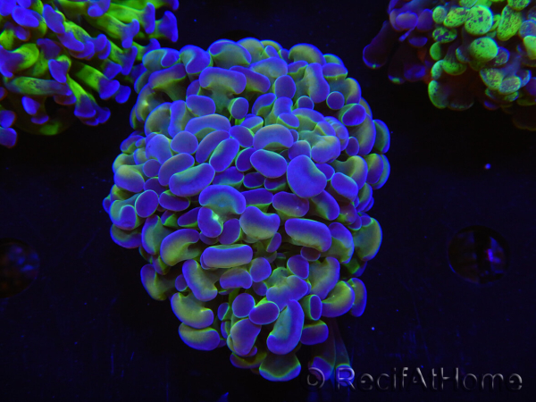 WYSIWYG Euphyllia paraancora (Allevamento Recifathome) 10A5