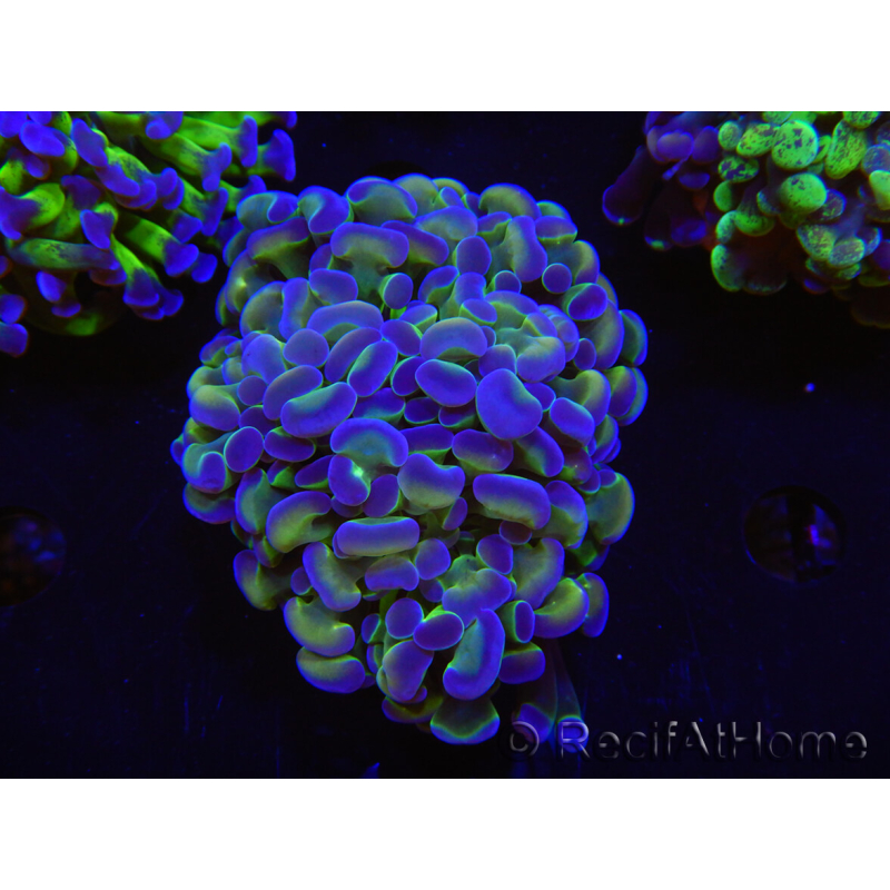 WYSIWYG Euphyllia paraancora (Elevage Recifathome) 23F6