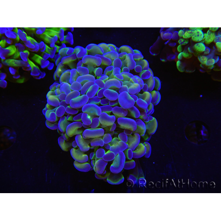 WYSIWYG Euphyllia paraancora (Zucht Recifathome) 10A5