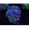 WYSIWYG Euphyllia paraancora (Elevage Recifathome) 10A5