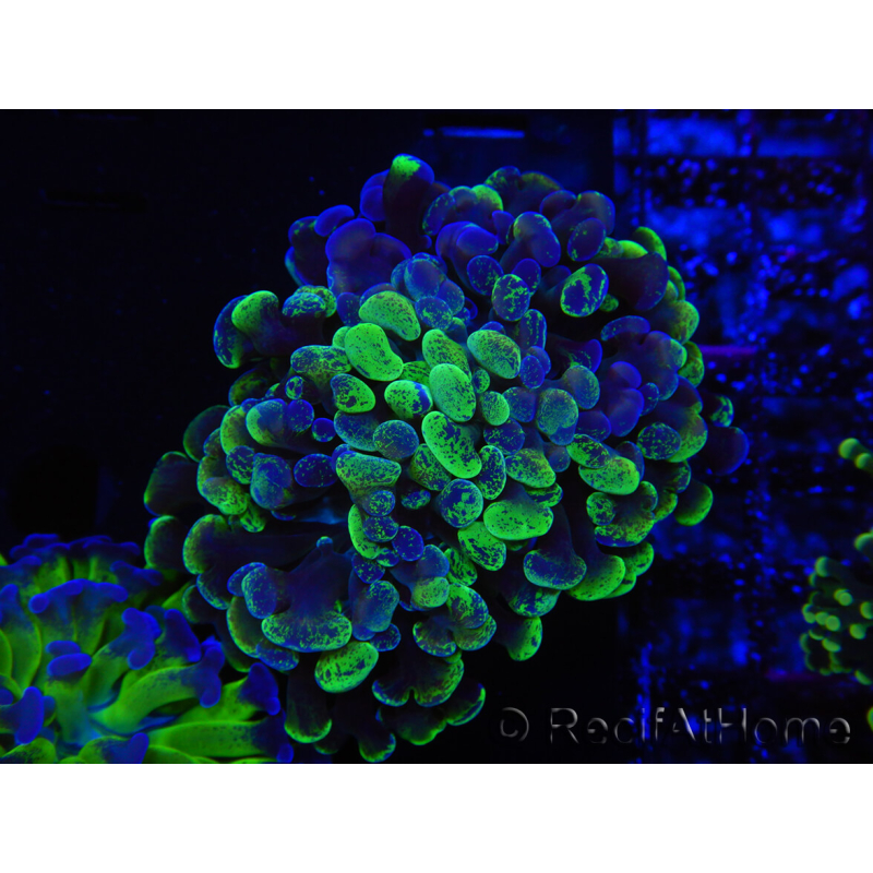WYSIWYG Euphyllia paraancora (Cría Recifathome) 10A5