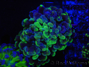 WYSIWYG Euphyllia paraancora (Elevage Recifathome) 10A5