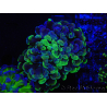 WYSIWYG Euphyllia paraancora (Allevamento Recifathome) 10A5