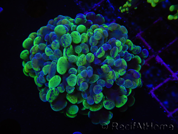 WYSIWYG Euphyllia paraancora (Elevage Recifathome) 23G2
