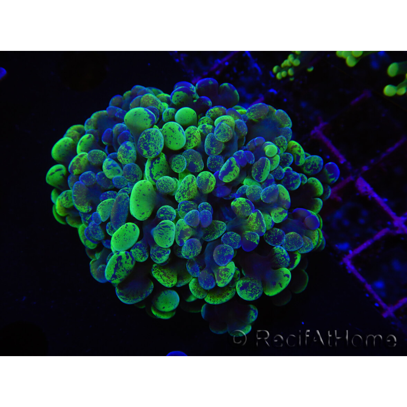 WYSIWYG Euphyllia paraancora (Allevamento Recifathome) 10A5