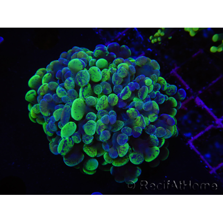WYSIWYG Euphyllia paraancora (Elevage Recifathome) 10A5