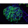 WYSIWYG Euphyllia paraancora (Elevage Recifathome) 23G2