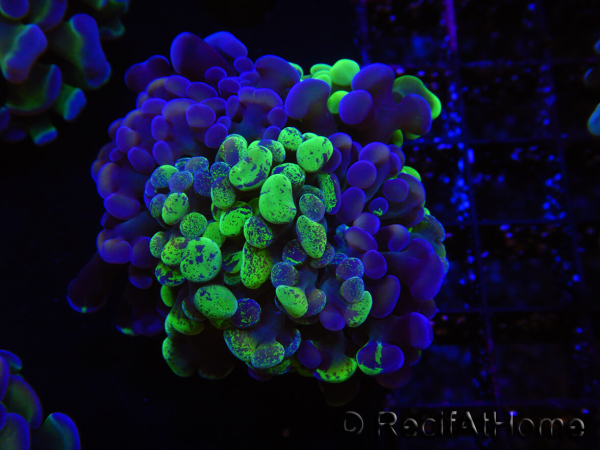 WYSIWYG Euphyllia paraancora (Recifathome Breeding) 10A5