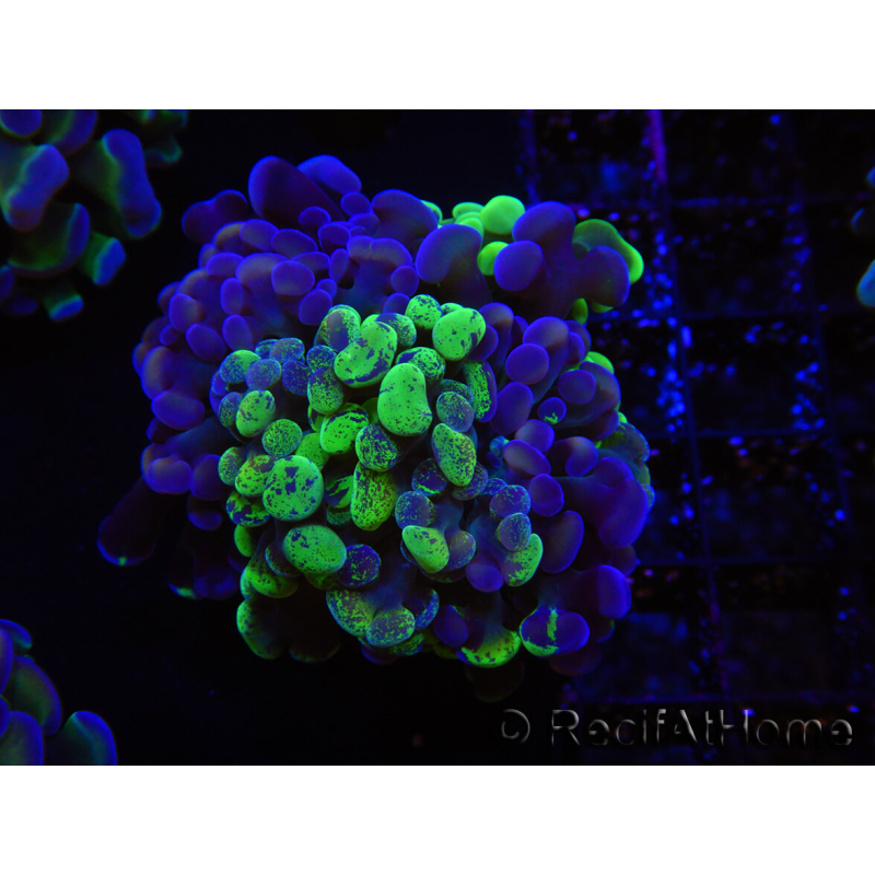 WYSIWYG Euphyllia paraancora (Allevamento Recifathome) 10A5