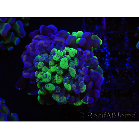 WYSIWYG Euphyllia paraancora (Elevage Recifathome) 23G3