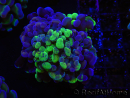 WYSIWYG Euphyllia paraancora (Recifathome Breeding) 10A5
