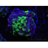 WYSIWYG Euphyllia paraancora (Recifathome Breeding) 10A5