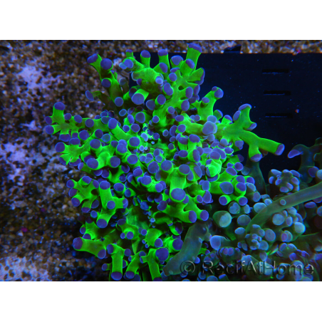 WYSIWYG Euphyllia paradivisa Green/Blue Tips (Elevage Recifathome) 23A1