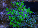 WYSIWYG Euphyllia paradivisa Green/Blue Tips (Elevage Recifathome) 23A1