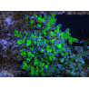WYSIWYG Euphyllia paradivisa Green/Blue Tips (Elevage Recifathome) 23A1
